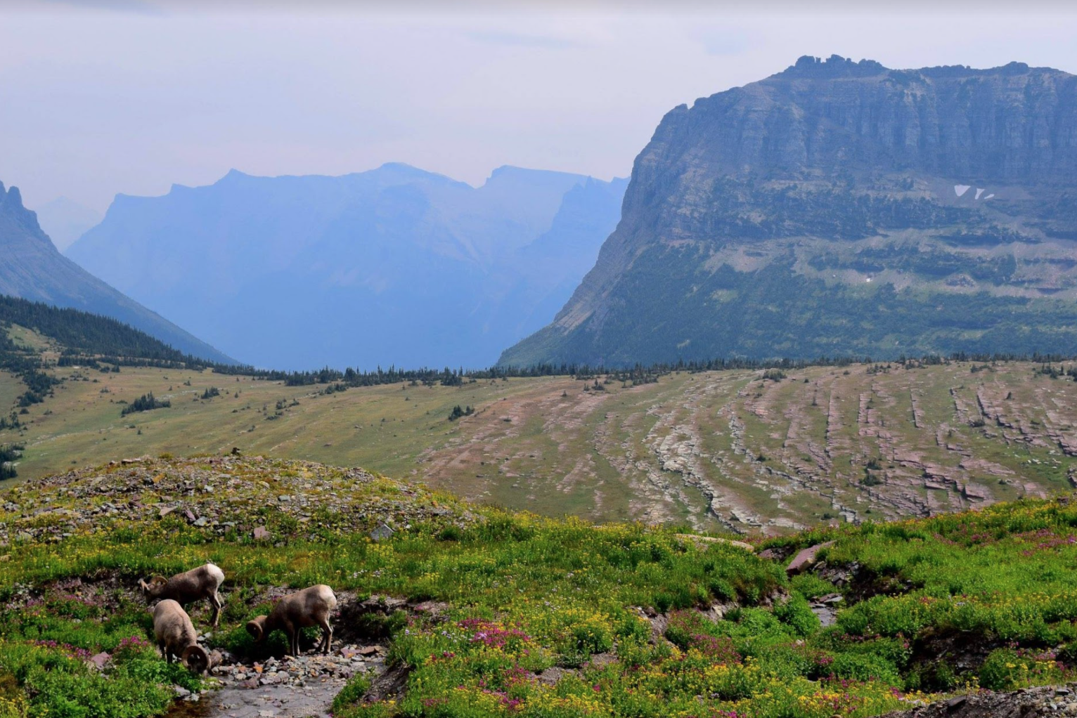 Bear Safety While Hiking: Everything You Need To Know - Top Down Lifestyle